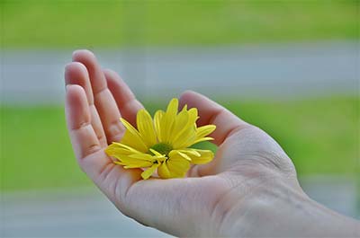 Gelbe Blüte in rechter Hand